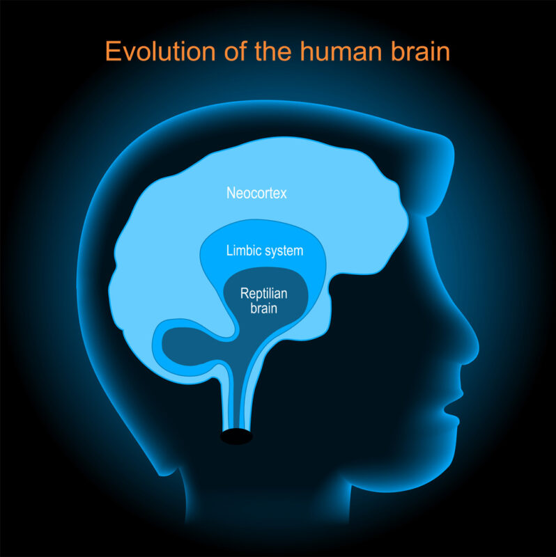 diagram of the evolution of the human brain